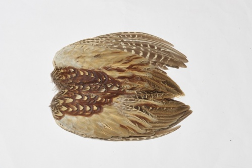 Veniard Cock Pheasant Wings